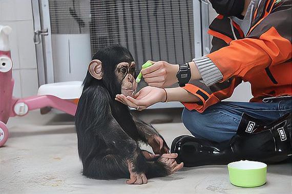 上海动物园的新生猩猩
