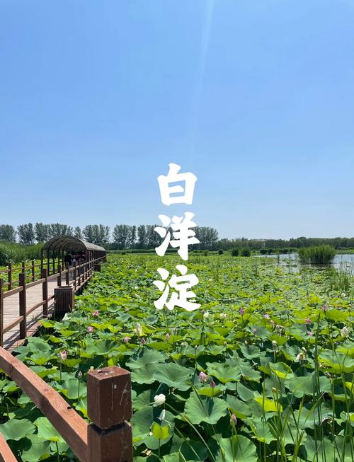 北京去白洋淀怎么坐车