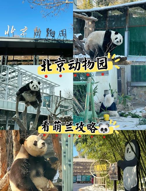 北京哪个动物园值得去