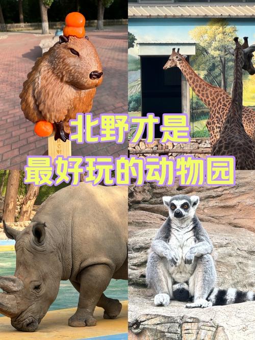 北京哪个动物园值得去