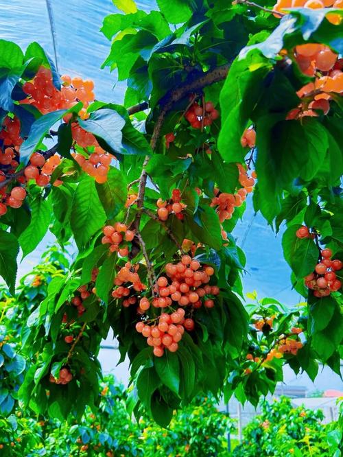 2025成都龙泉樱桃节