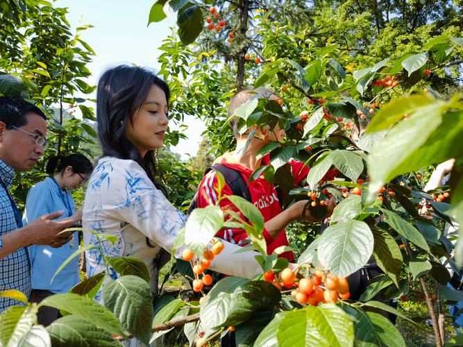 2025成都龙泉樱桃节