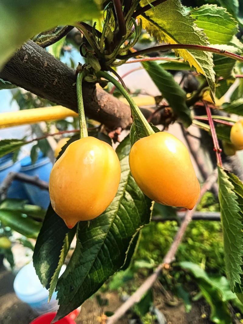 2025成都龙泉樱桃节