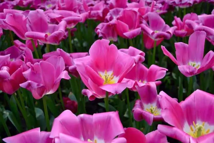 花舞人间到成都怎么坐车