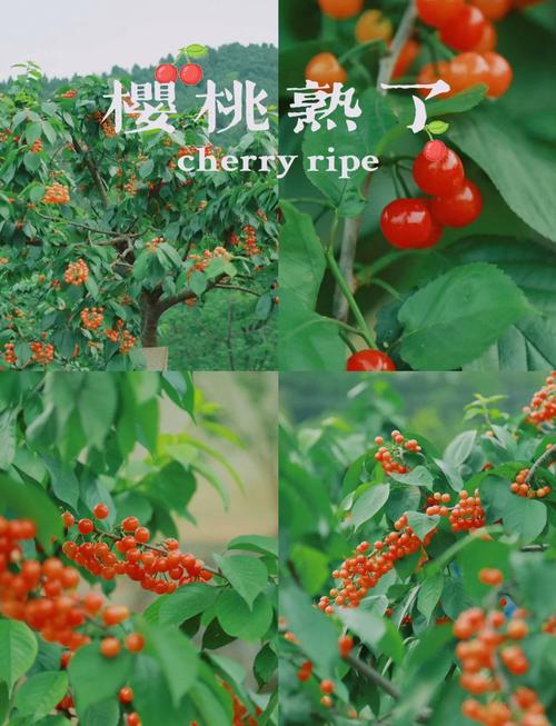 成都周边哪里可以摘樱桃