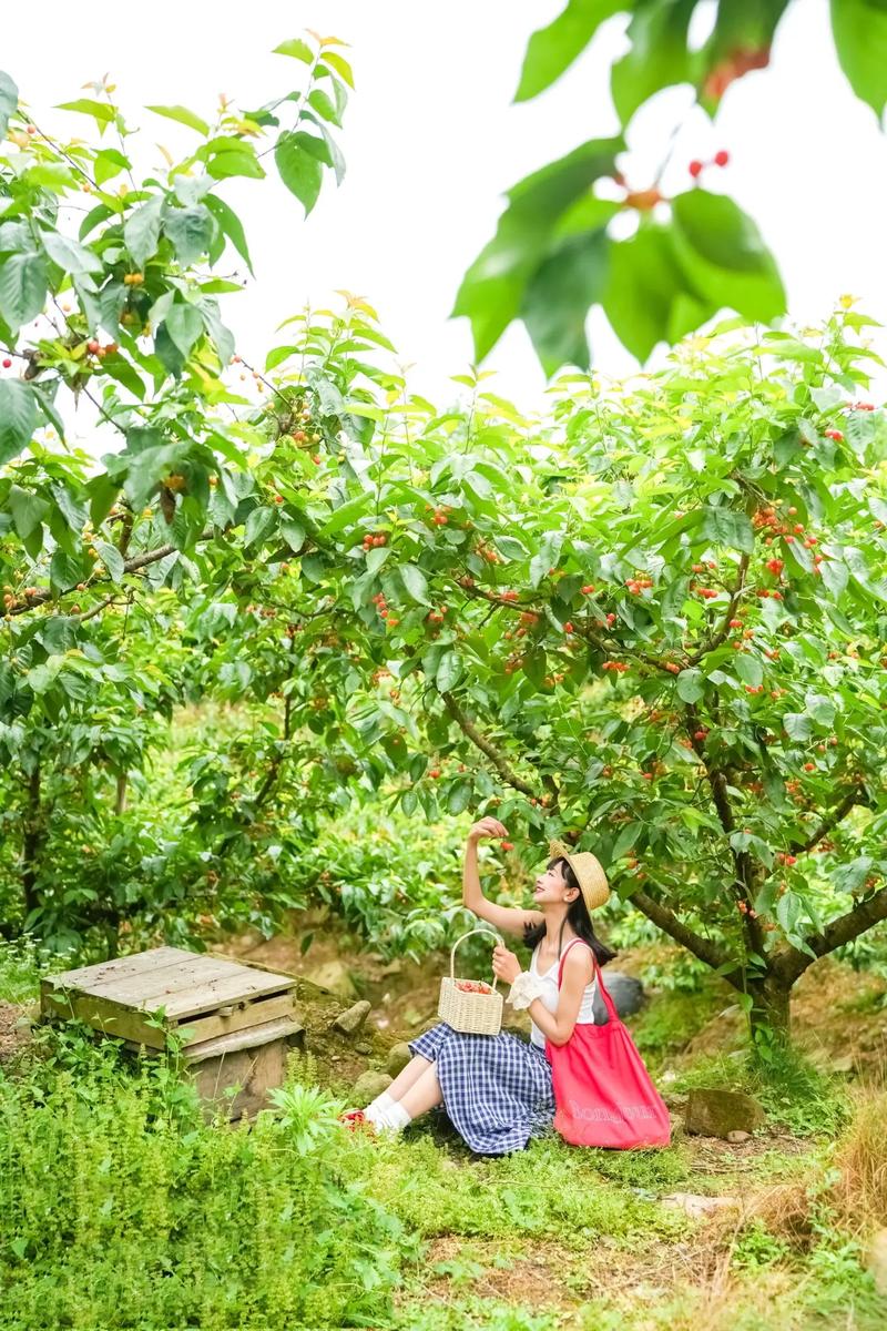 成都周边哪里可以摘樱桃