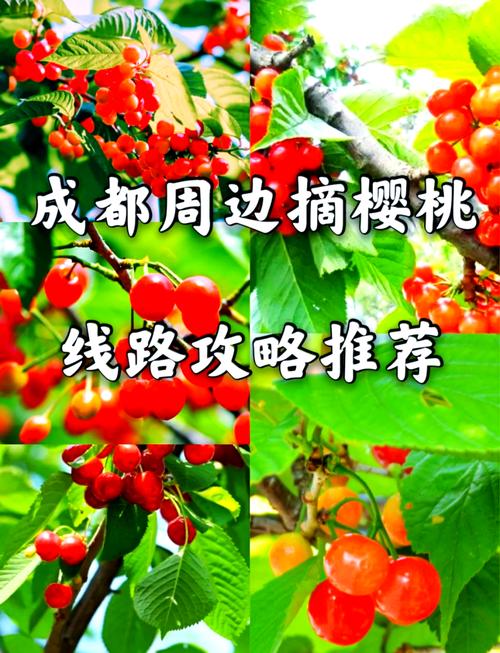 成都周边哪里可以摘樱桃