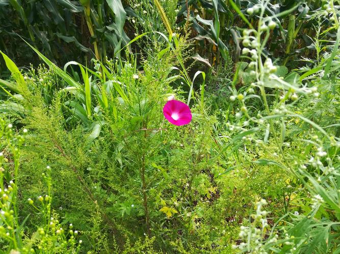 北京到南岔火车时刻表