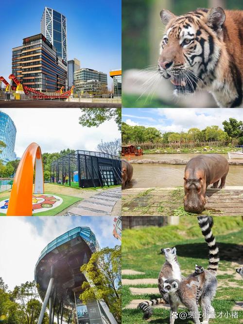 上海野生动物园到外滩