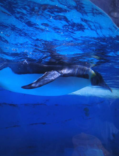 成都最大的海洋馆在哪里