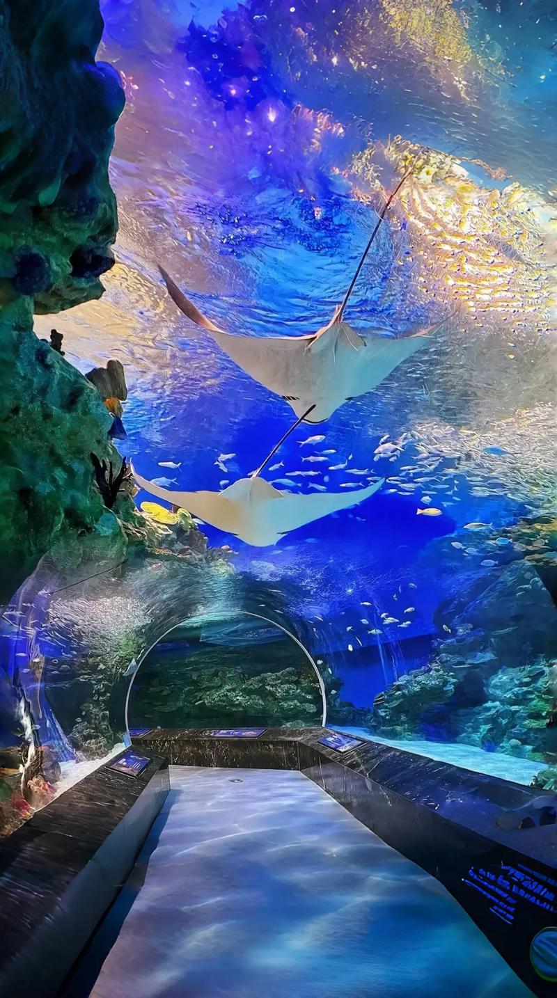 成都最大的海洋馆在哪里