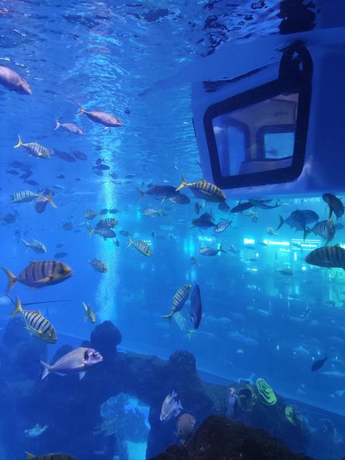 成都最大的海洋馆在哪里