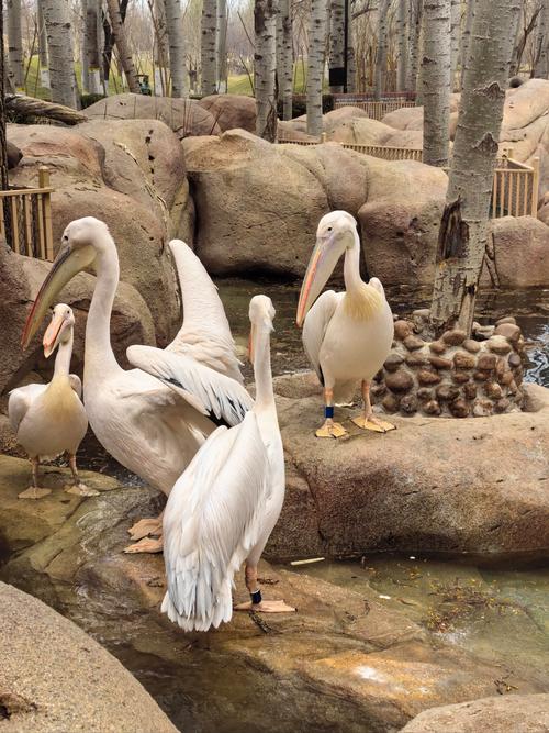 北京动物园里面有什么