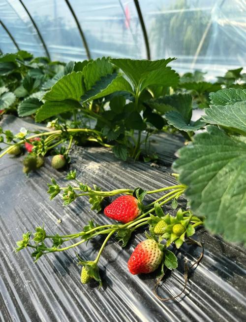 成都附近哪里可以摘草莓