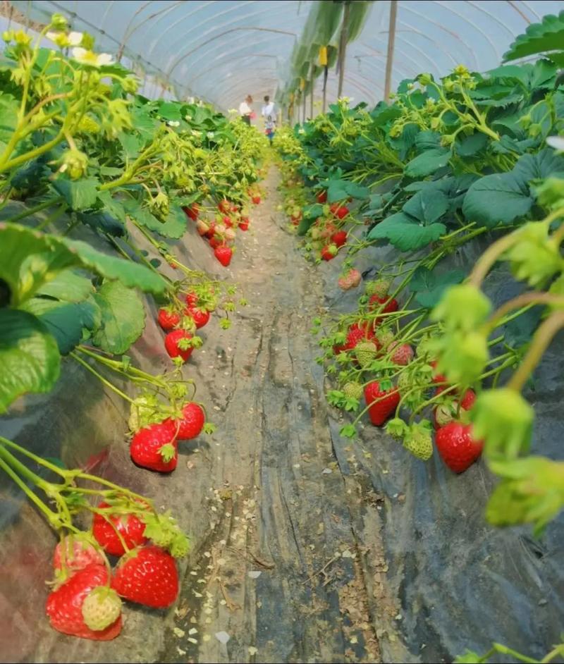 成都附近哪里可以摘草莓