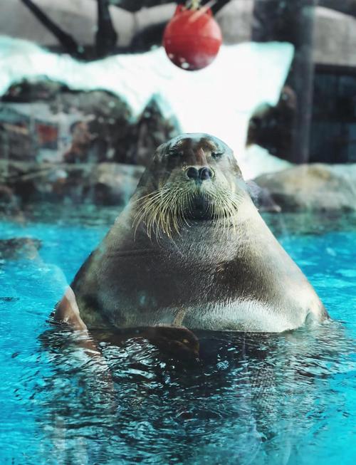 成都极地海洋公园好玩吗