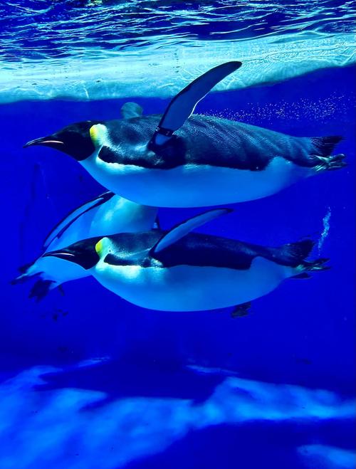 成都极地海洋公园好玩吗