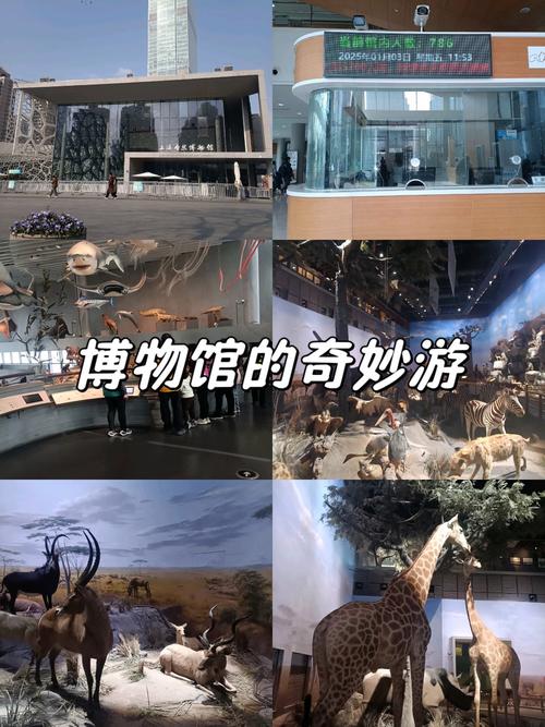 上海自然博物馆志愿者