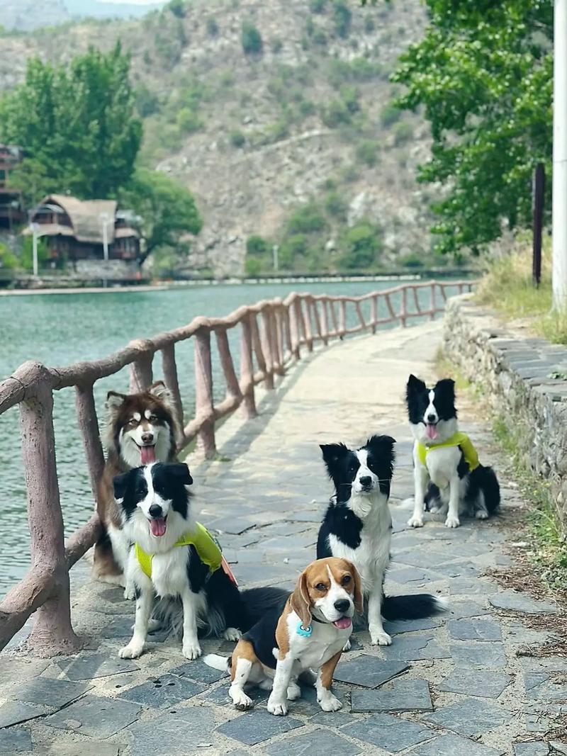 北京可以带狗狗的公园