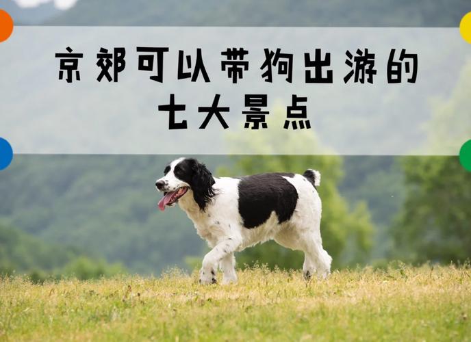 北京可以带狗狗的公园