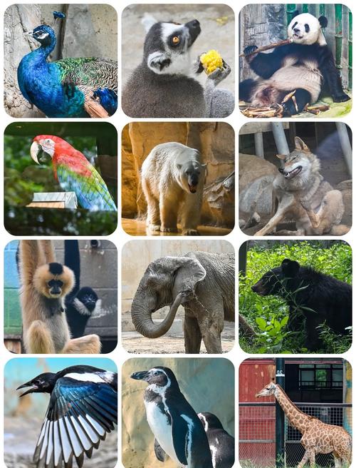 北京有几个野生动物园