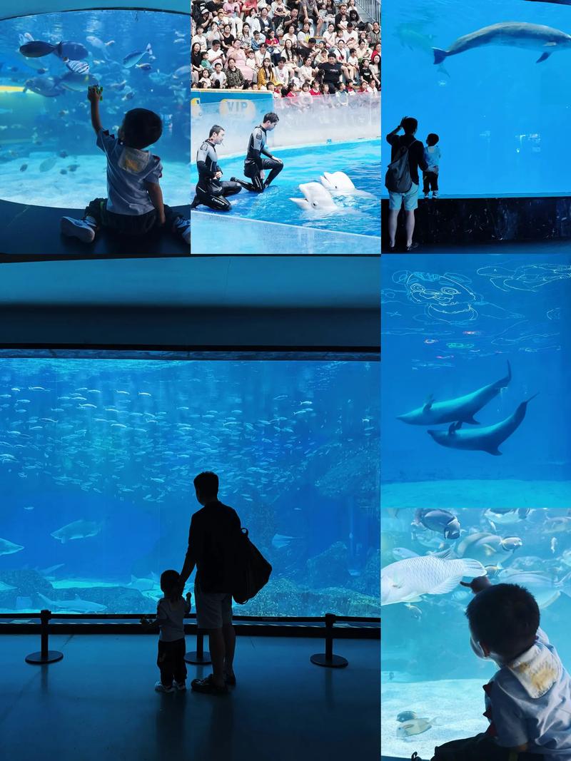 成都海洋公园门票多少钱