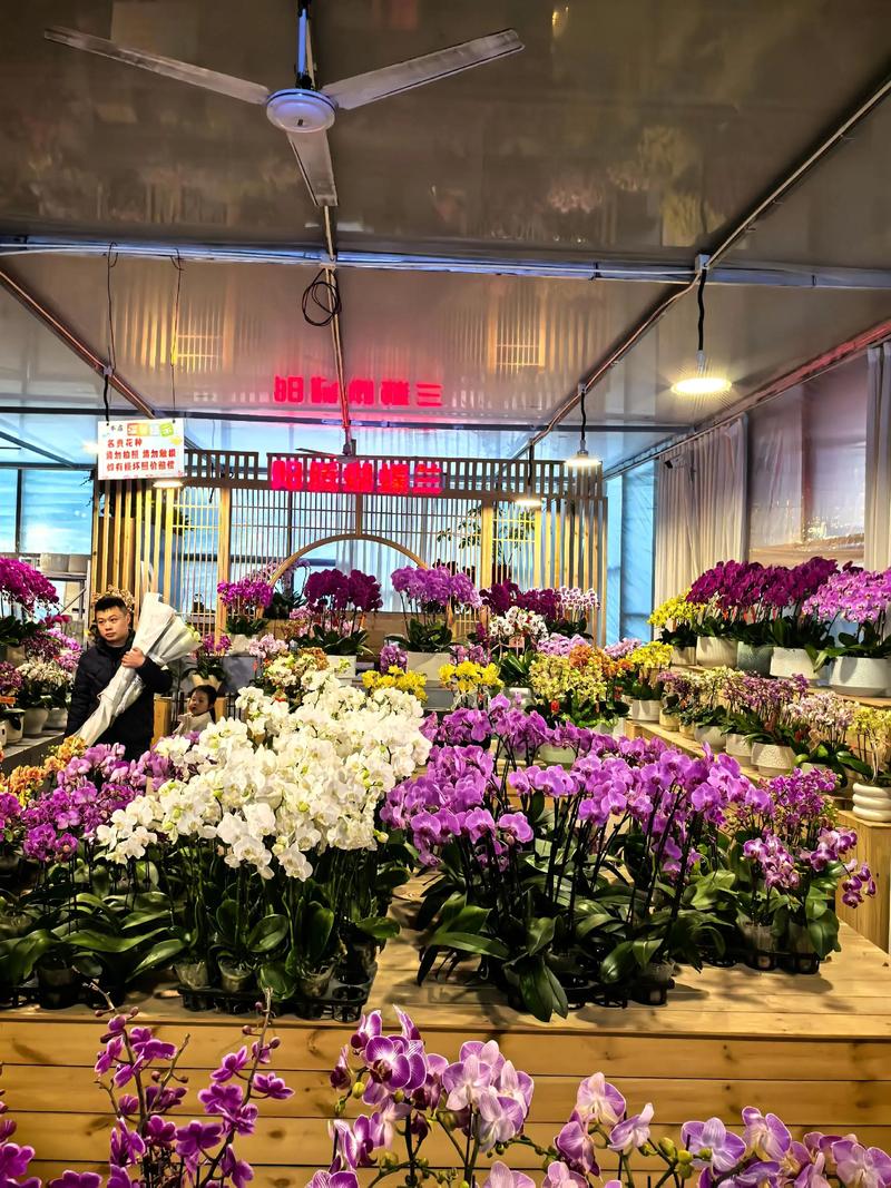 成都花卉批发市场在哪里