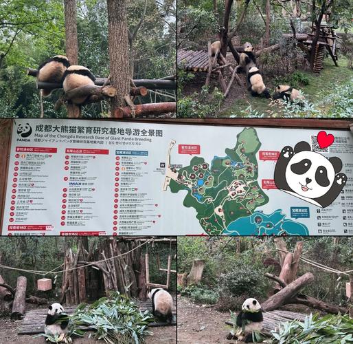 成都大熊猫繁育基地门票
