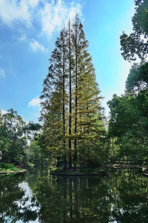 上海国家共青森林公园