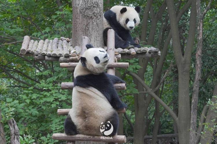 成都大熊猫基地门票价格