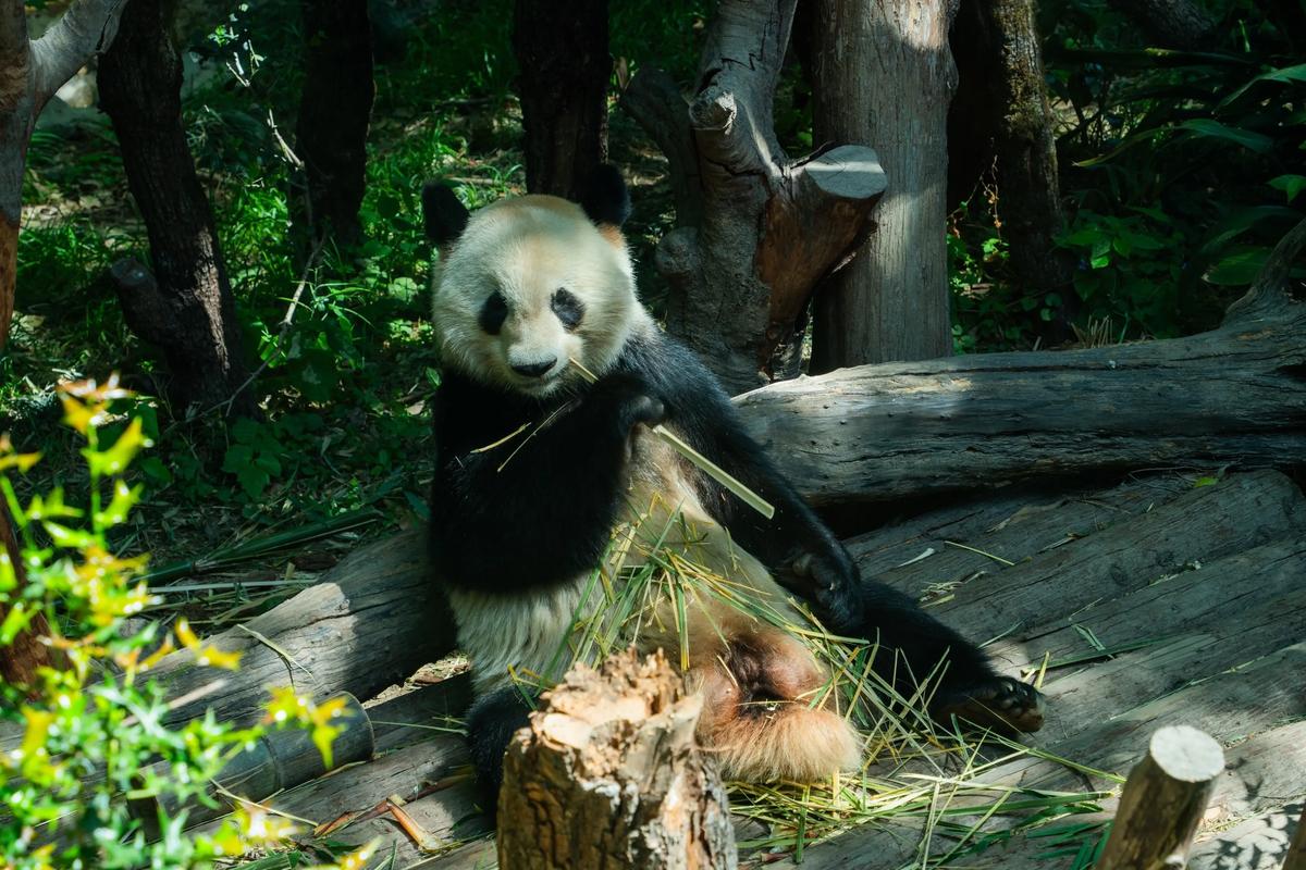 上海动物园停车方便吗