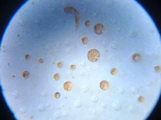 什么是瓷器的死亡气泡