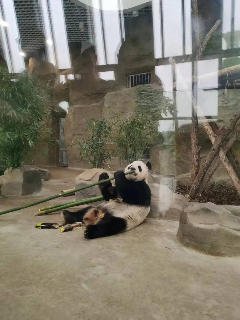 成都大熊猫繁育研究基地