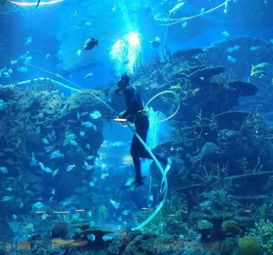 北京动物园海洋馆表演