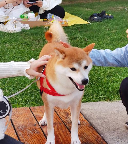 上海哪个公园可以带狗