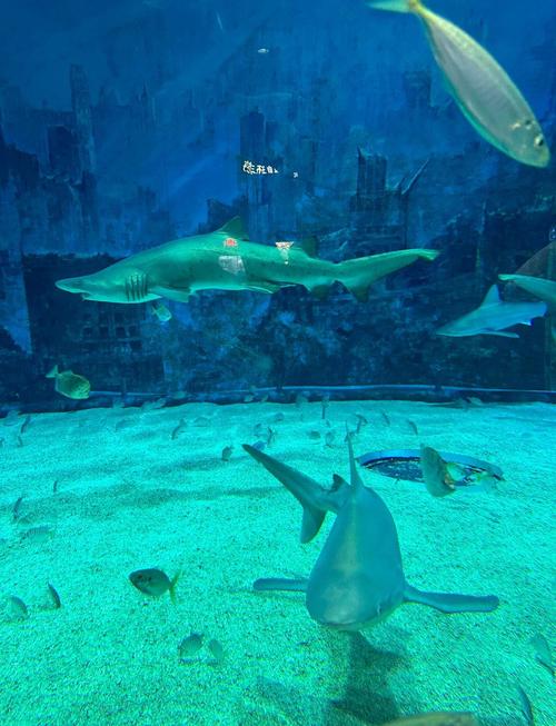 北京哪个海洋馆最好玩