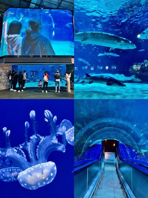 北京哪个海洋馆最好玩