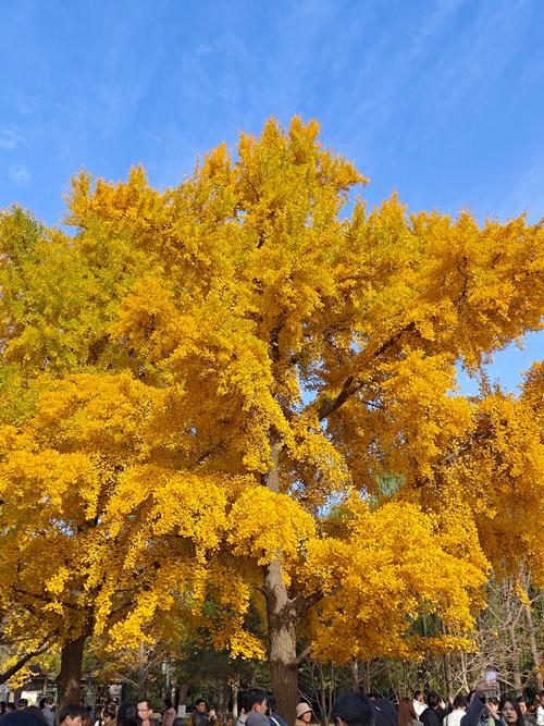 北京地坛公园银杏大道