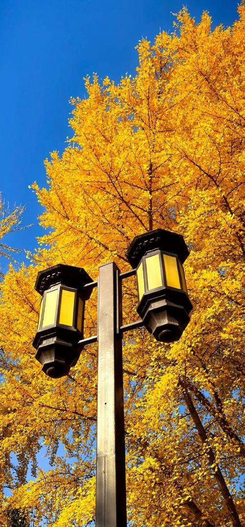 北京地坛公园银杏大道