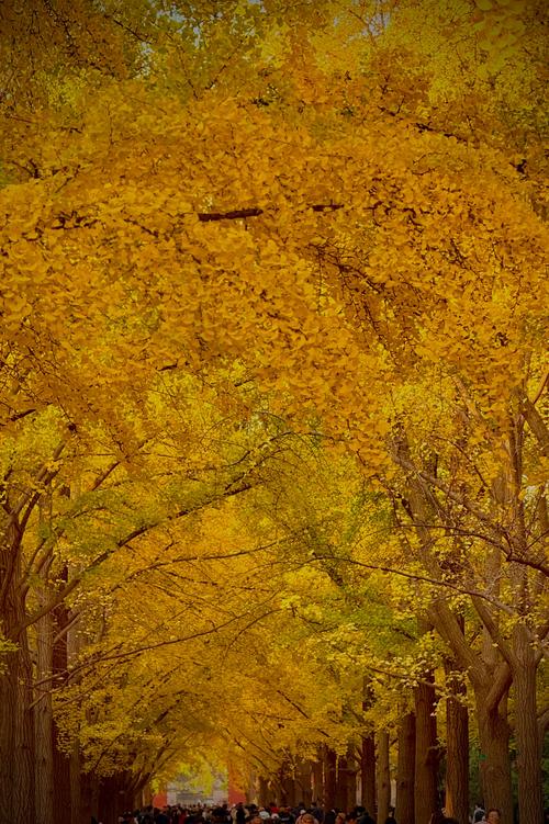 北京地坛公园银杏大道