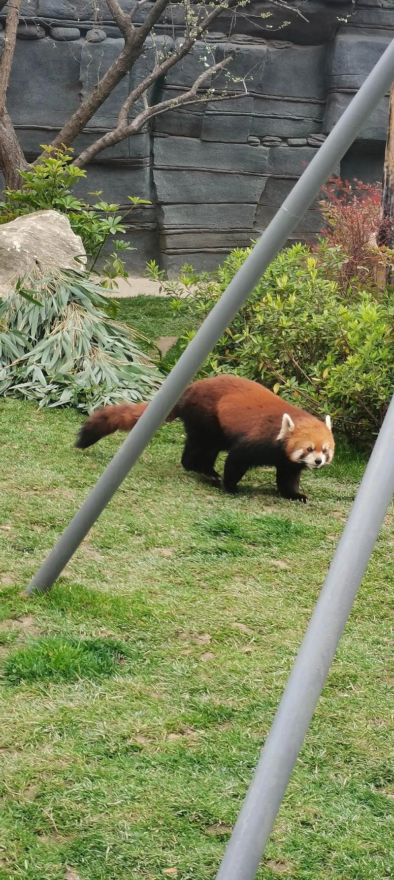 成都有没有野生动物园