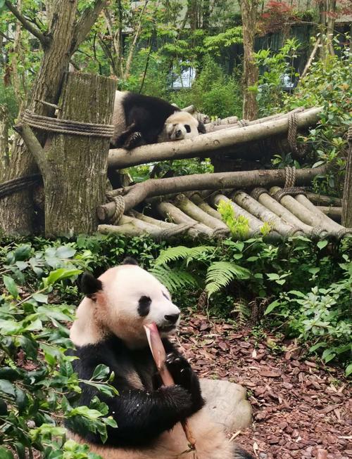 成都有没有野生动物园