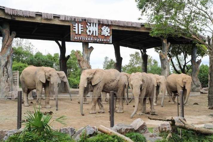 上海野生动物园非洲象