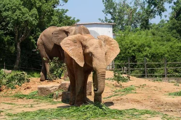 上海野生动物园非洲象
