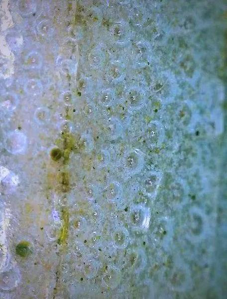 宋代哥窑瓷器气泡图片