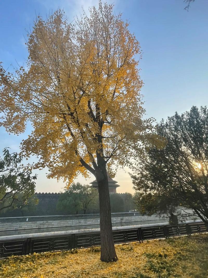 北京秋天的天气怎么样