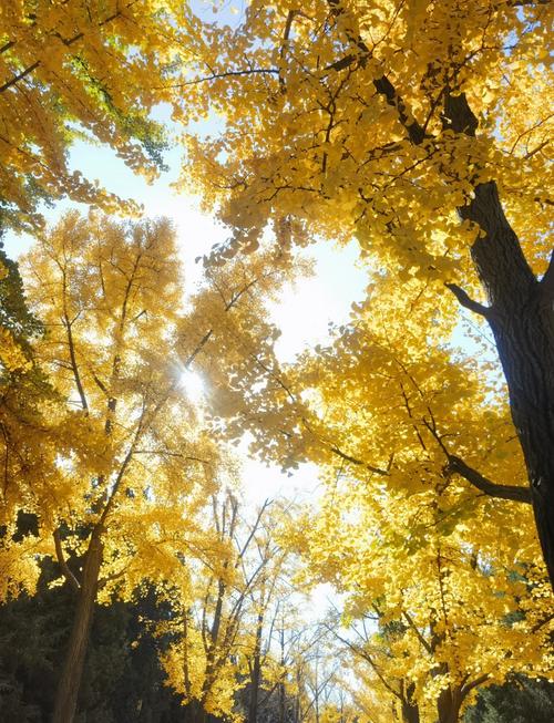 北京秋天的天气怎么样