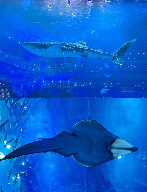 成都市海洋馆在哪里好