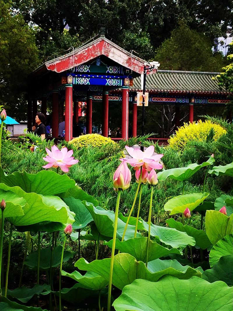 北京免费公园哪个好玩