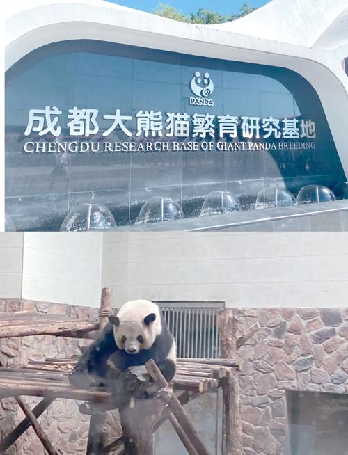 成都市区去大熊猫基地
